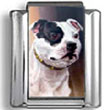Staffordshire Bull Terrier Dog Photo Charm