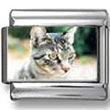 Tabby Cat Photo Italian Charm