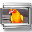Sun Conure Parrot Photo Charm