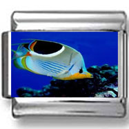 Saddleback Butterflyfish Photo Charm
