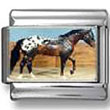 Appaloosa Stallion Horse Photo Italian Charm