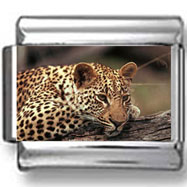 Leopard Panthera Photo Charm