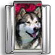 Alaskan Malamute Dog Photo Charm