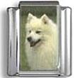 American Eskimo Dog Photo Charm