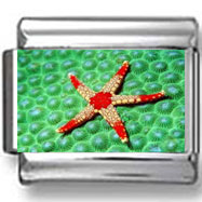Red Starfish Photo Charm