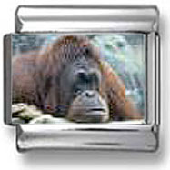 Orangutan Italian Charm