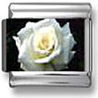 White Rose Italian Charm